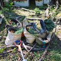 Post-Wildfire Reforestation Project in Alberta