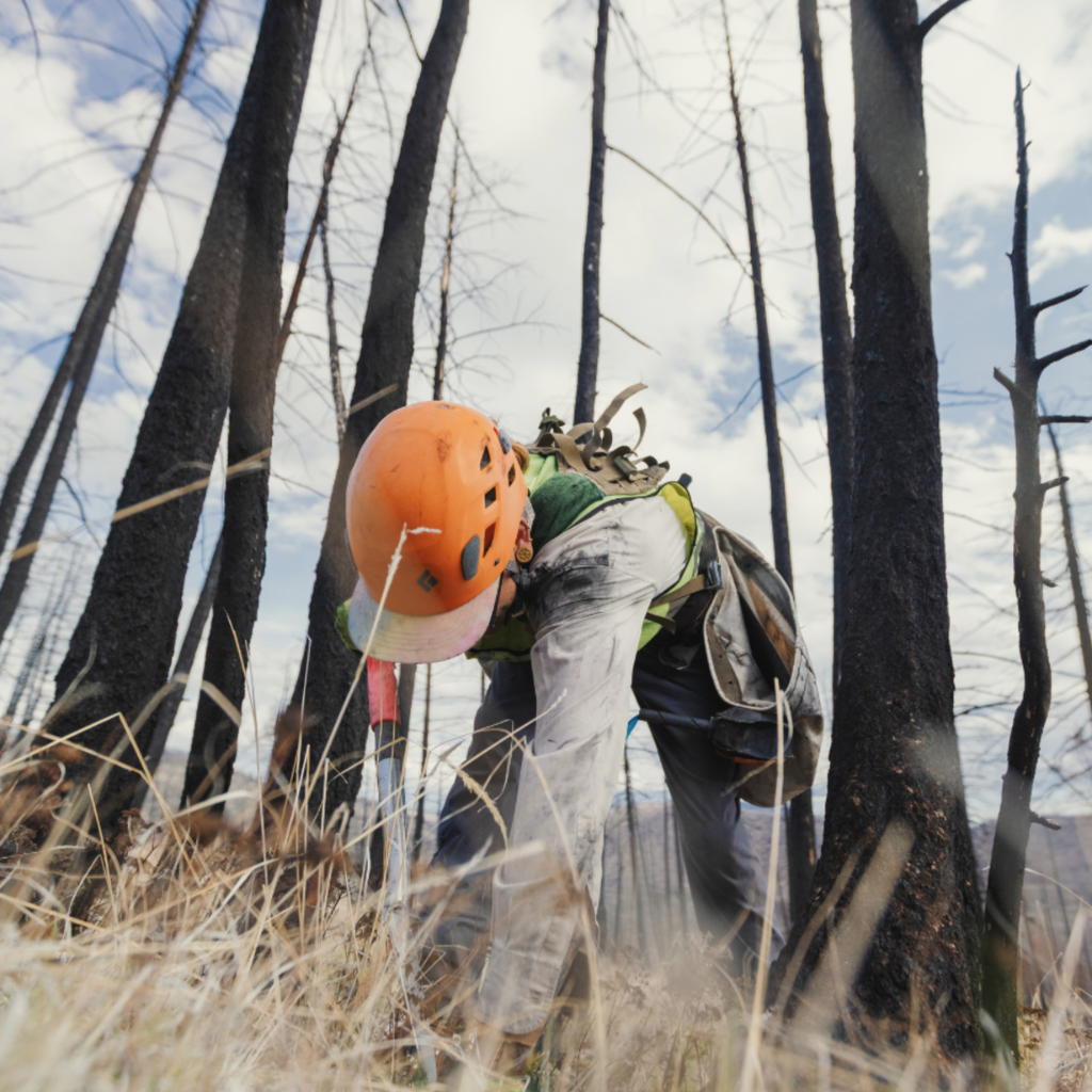 Post-Wildfire Restoration Project in British Columbia