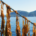 Kelp Seaforestation Project in British Columbia