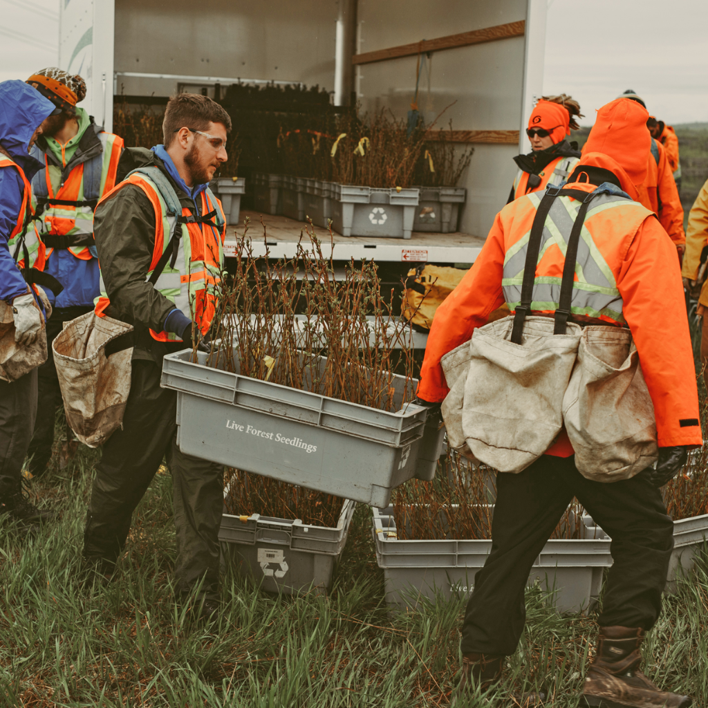 Forest Restoration Project in Sudbury, Ontario